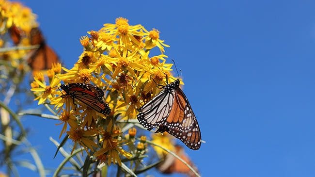 Foto: mizitacuaro.com