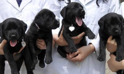 Cuatro perros Labrador Retriever clonados / Reuters / Ben Weller