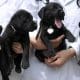Cuatro perros Labrador Retriever clonados / Reuters / Ben Weller