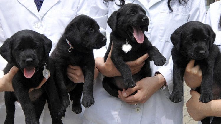Cuatro perros Labrador Retriever clonados / Reuters / Ben Weller