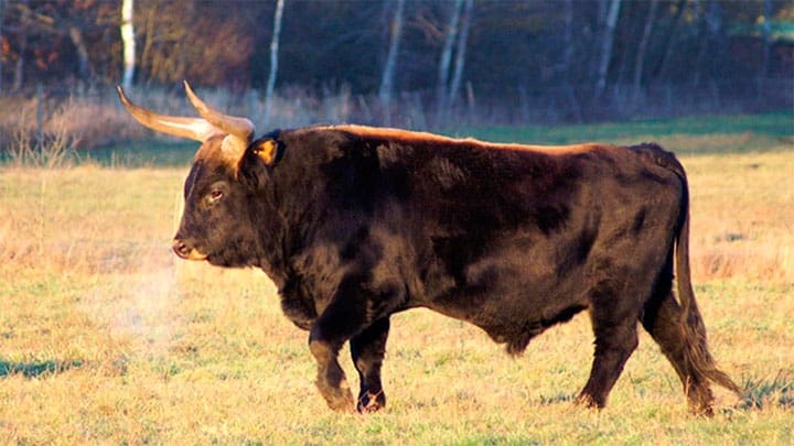 Walter Frisch / wikipedia / CC BY-SA 2.5