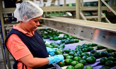 Ronaldo Schemidt / AFP