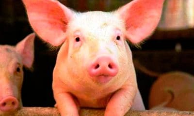 | Foto: Sierra Maestra