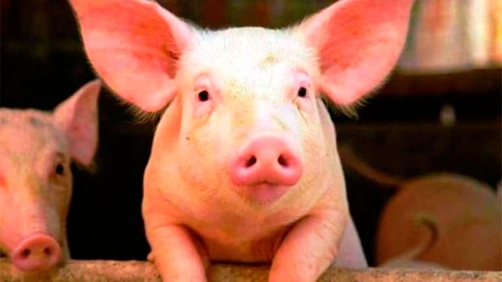 | Foto: Sierra Maestra