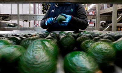 Interior de una planta de empaque de aguacates en México / Carlos Jasso / Reuters