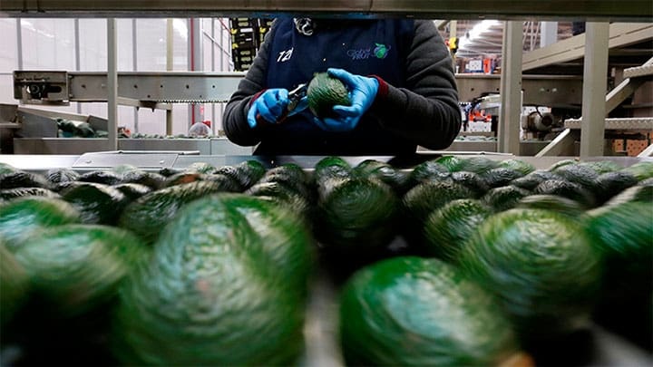 Interior de una planta de empaque de aguacates en México / Carlos Jasso / Reuters