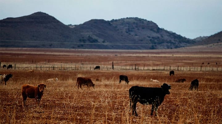 Tomas Bravo / Reuters