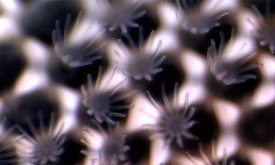 The Regents of the University of California, Davis campus