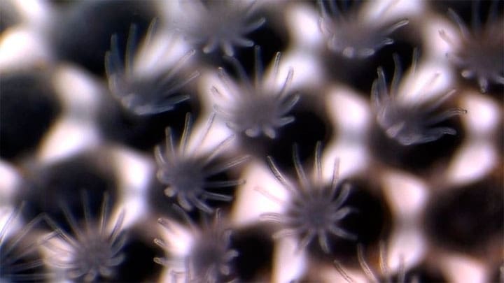 The Regents of the University of California, Davis campus