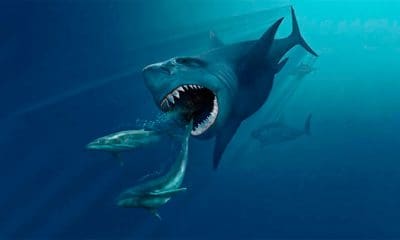 Imagen ilustrativa de un megalodón / Karen Carr / wikipedia.org / CC BY 3.0