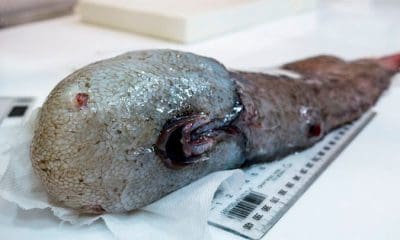 John POGONOSKI / MUSEUMS VICTORIA / AFP