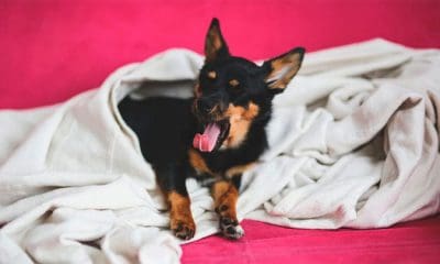 Imagen iIlustrativa Pexels.com / Kaboompics / Karolina