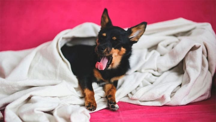 Imagen iIlustrativa Pexels.com / Kaboompics / Karolina