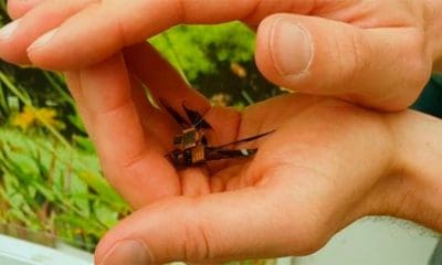 Esta libélula es un ciborg que lleva incorporada una cámara miniatura. | Foto: Charles Stark Draper Laboratory