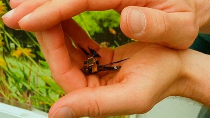 Esta libélula es un ciborg que lleva incorporada una cámara miniatura. | Foto: Charles Stark Draper Laboratory