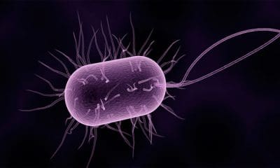 / Imagen ilustrativa / pixabay.com / bacteria