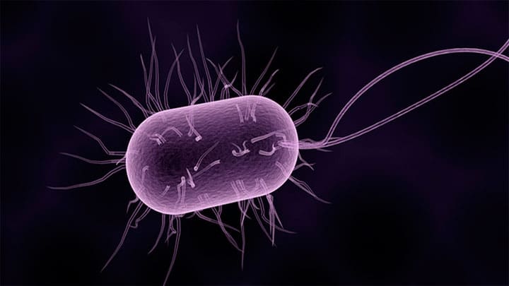 / Imagen ilustrativa / pixabay.com / bacteria