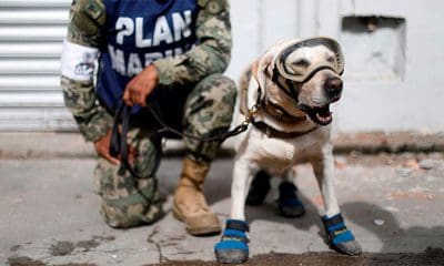 / Un perro rescatista en Juchitán de Zaragoza, Oaxaca, México, 10 de septiembre de 2017. / Edgard Garrido / Reuters