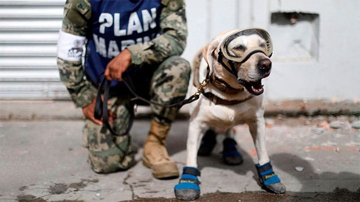 / Un perro rescatista en Juchitán de Zaragoza, Oaxaca, México, 10 de septiembre de 2017. / Edgard Garrido / Reuters