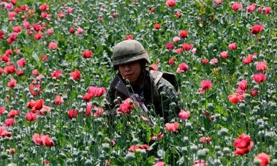 / Un soldado entre amapolas durante una operación militar, Coyuca de Catalán, Guerrero, México. / Henry Romero / Reuters