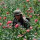 / Un soldado entre amapolas durante una operación militar, Coyuca de Catalán, Guerrero, México. / Henry Romero / Reuters