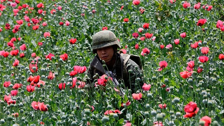/ Un soldado entre amapolas durante una operación militar, Coyuca de Catalán, Guerrero, México. / Henry Romero / Reuters