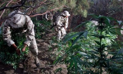 / Soldados mexicanos retiran plantas de marihuana, Tecate, Baja California, México. Jorge Duenes / Reuters