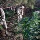 / Soldados mexicanos retiran plantas de marihuana, Tecate, Baja California, México. Jorge Duenes / Reuters