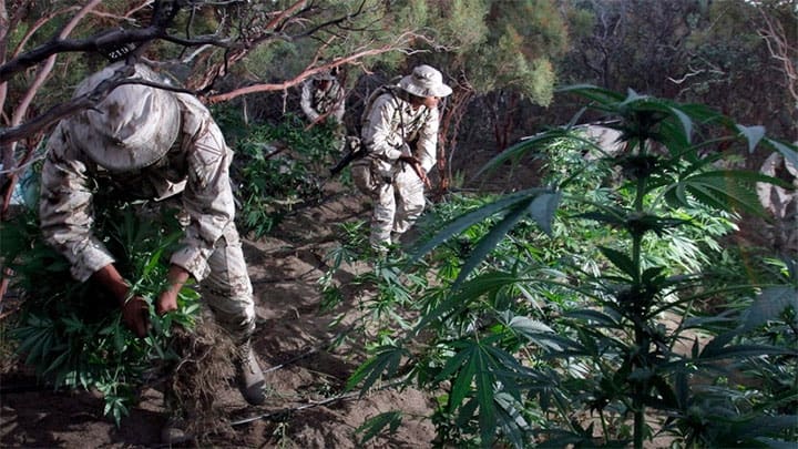 / Soldados mexicanos retiran plantas de marihuana, Tecate, Baja California, México. Jorge Duenes / Reuters