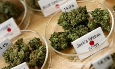 / Dispensario muestra costo y potencia de marihuana medicinal en sucursal de Oakland, California. 30 de junio de 2010. Robert Galbraith / Reuters