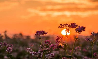 / Imagen ilustrativa Pixabay / Fotoworkshop4You