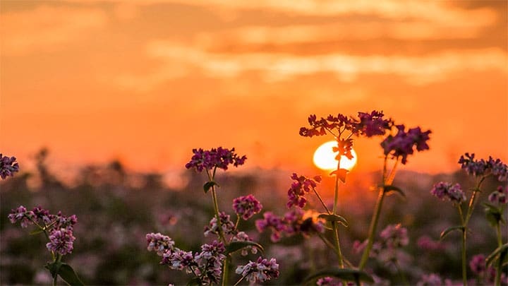 / Imagen ilustrativa Pixabay / Fotoworkshop4You