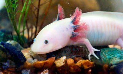 / Un ejemplar de ajolote albino wikipedia.org / Amandasofiarana / CC BY-SA 4.0