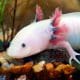 / Un ejemplar de ajolote albino wikipedia.org / Amandasofiarana / CC BY-SA 4.0