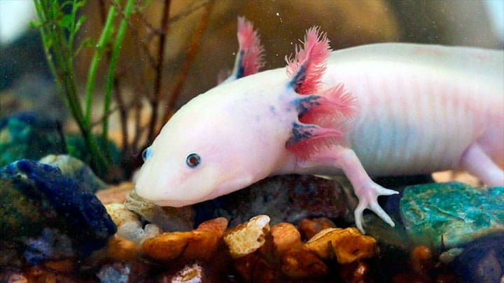 / Un ejemplar de ajolote albino wikipedia.org / Amandasofiarana / CC BY-SA 4.0
