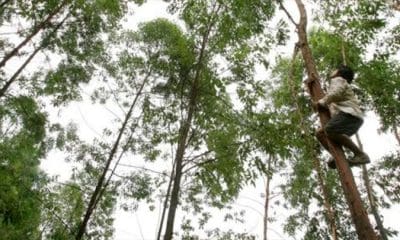 / Los árboles necesitan cerca de dos mil litros de agua cada año. | Foto: EFE
