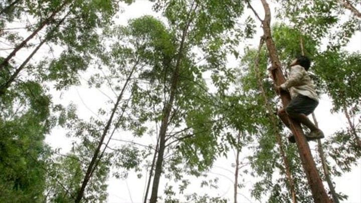 / Los árboles necesitan cerca de dos mil litros de agua cada año. | Foto: EFE