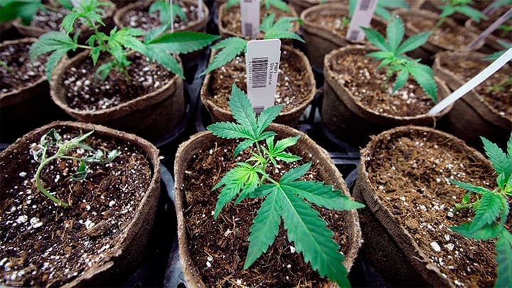 /Imagen Ilustrativa Steven Senne / AP