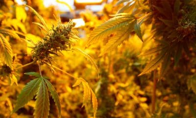 / Brotes de cannabis en un invernadero de la sede de la agencia AGES en Viena, Austria, el 15 de marzo de 2018. Leonhard Foeger / Reuters