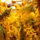 / Brotes de cannabis en un invernadero de la sede de la agencia AGES en Viena, Austria, el 15 de marzo de 2018. Leonhard Foeger / Reuters