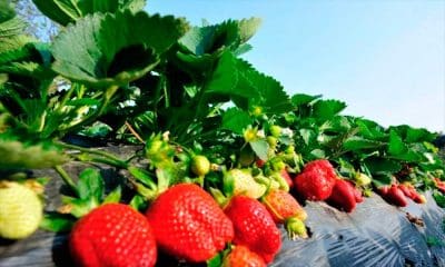 Michoacán, líder nacional en 45 productos del campo