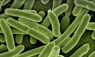 Una bacteria que causa gangrena ayudaría a combatir el cáncer cuando otros métodos fracasan