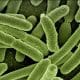 Una bacteria que causa gangrena ayudaría a combatir el cáncer cuando otros métodos fracasan