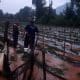 Cultivos de jitomate y tomate afectados por inundaciones en la comunidad de Ocurio