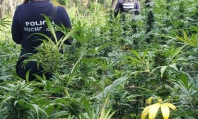 Asegura e incinera SSP más de 120 mil plantas de marihuana en Zitácuaro