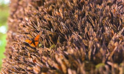 Mariposa Monarca Michoacán