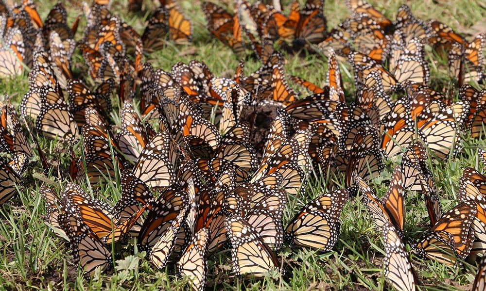 Mariposa Monarca