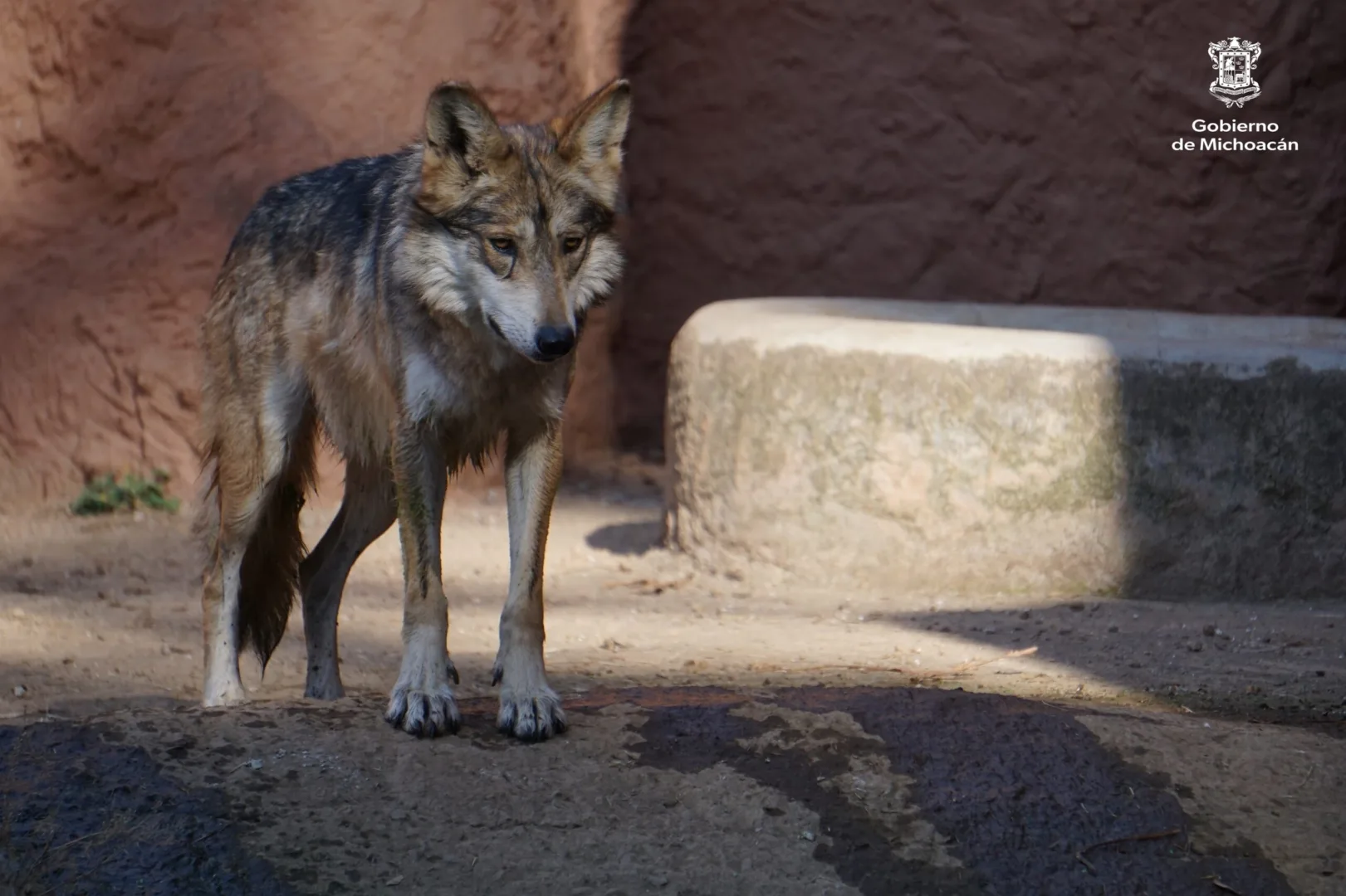Zoológico de Morelia alberga cinco ejemplares de Lobo Gris Mexicano ...