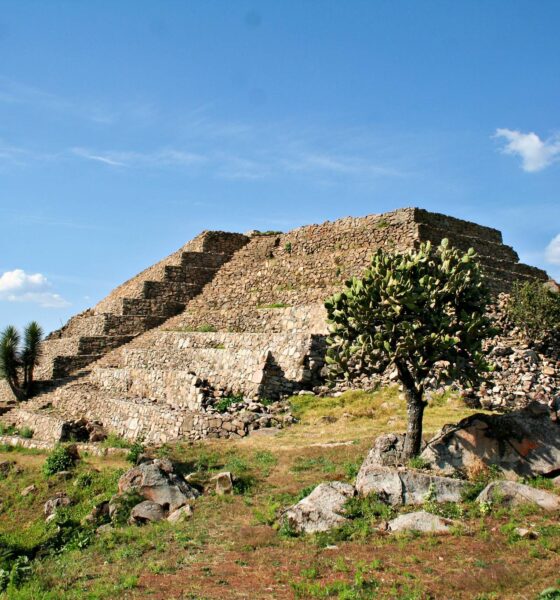 Priamides en Zitácuaro