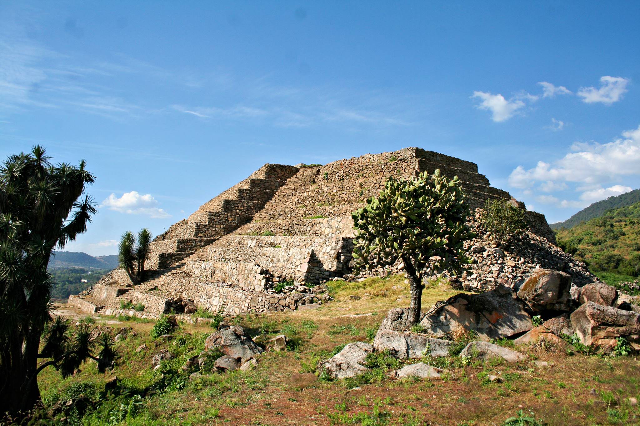 Priamides en Zitácuaro